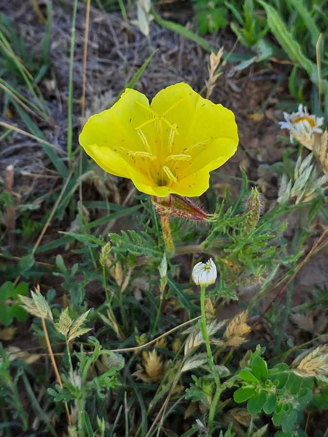 Cutleaf Evening Primrose